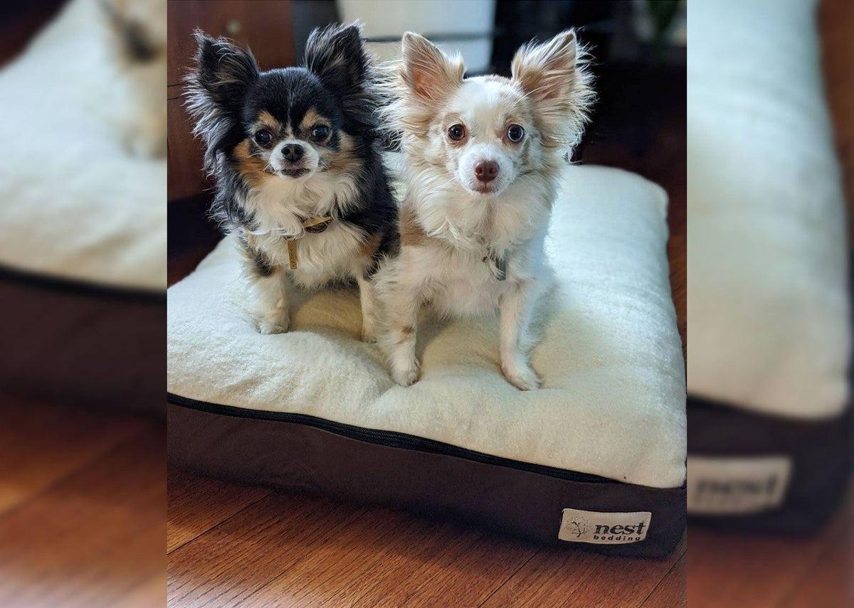 Nest bedding dog outlet bed